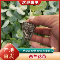 山东西兰花苗基地直发提供技术指导死苗补发量大优惠