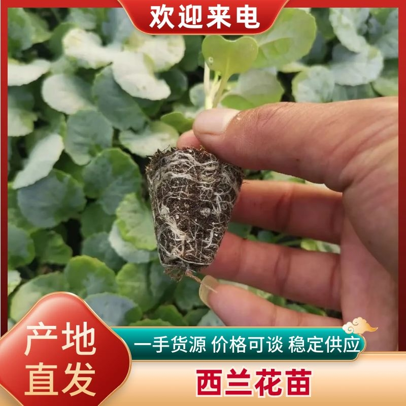 山东西兰花苗基地直发提供技术指导死苗补发量大优惠