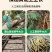 正宗野生牛大力中药材天然无硫