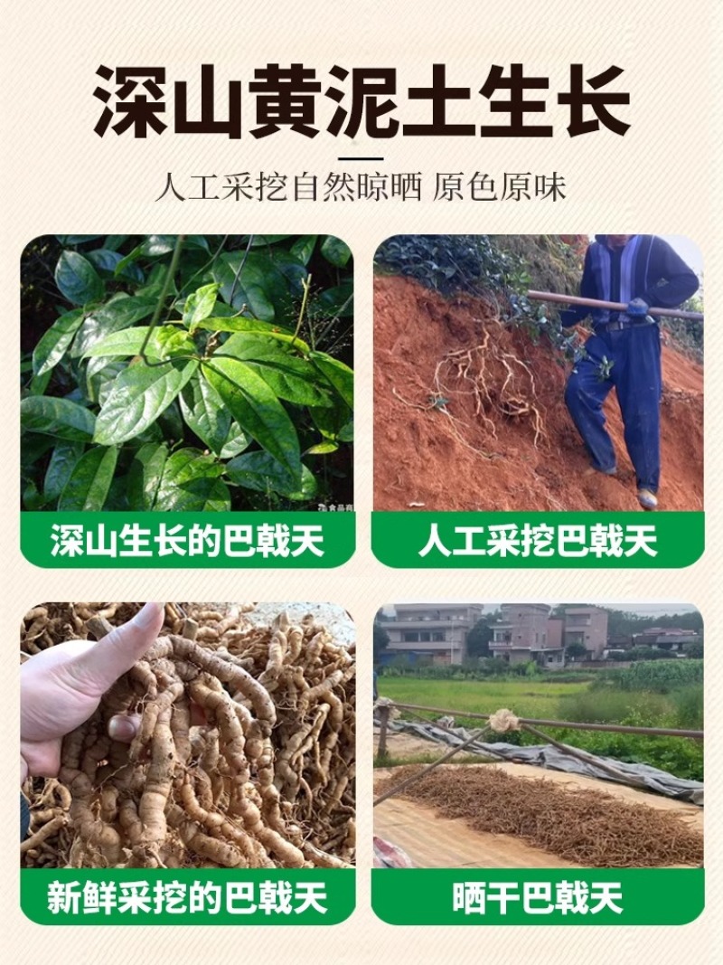 巴戟天天然无硫巴戟天滋补中药材