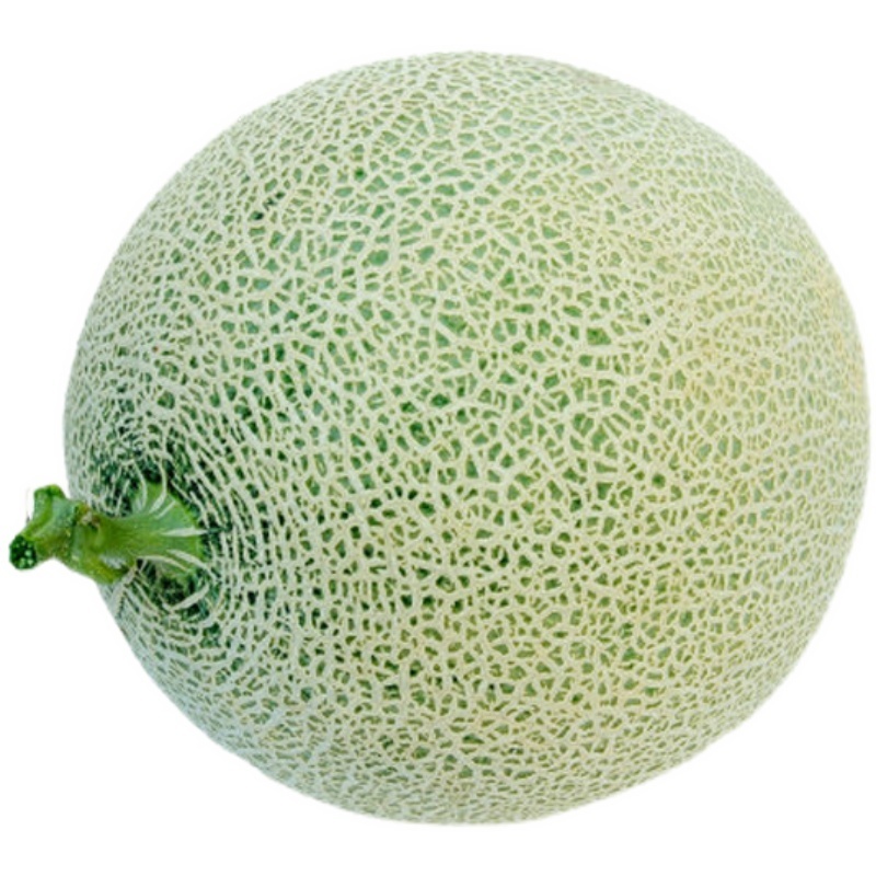 耀龙25号哈密瓜