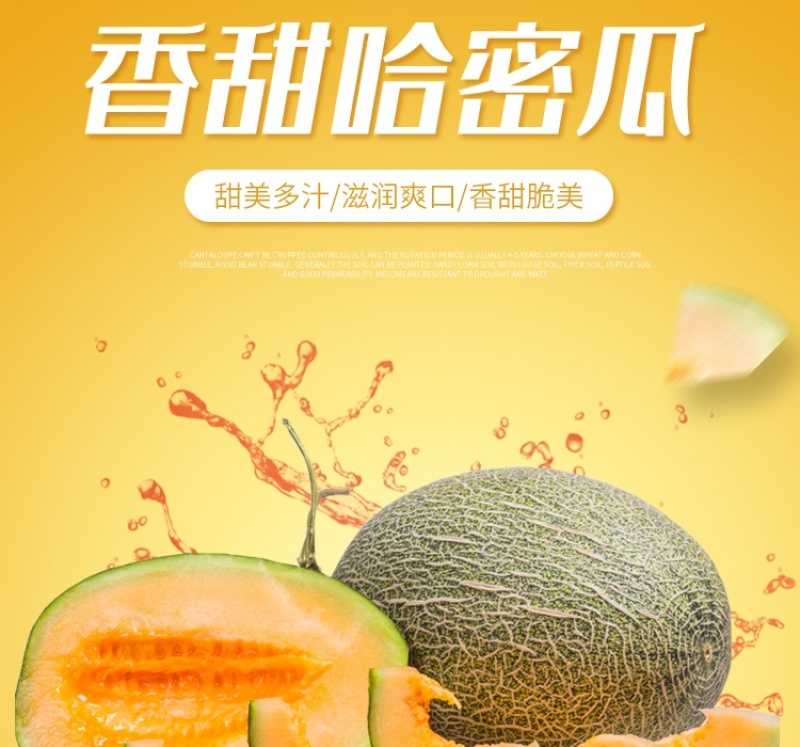耀龙25号哈密瓜