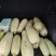 【推荐】河北露天现摘西葫芦，精品西葫芦，一手货，欢迎致电