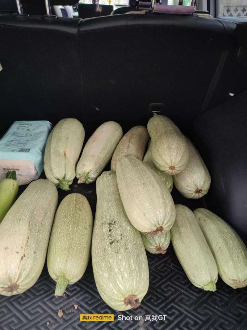 【推荐】河北露天现摘西葫芦，精品西葫芦，一手货，欢迎致电