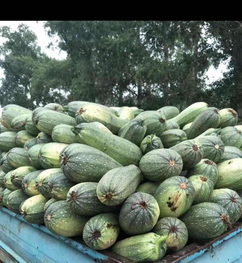 【推荐】河北露天现摘西葫芦，精品西葫芦，一手货，欢迎致电