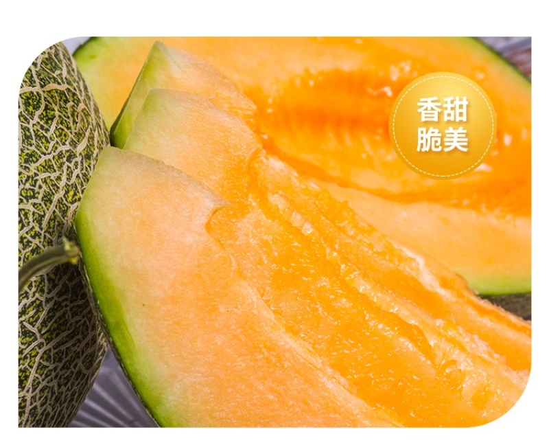 耀龙25号哈密瓜