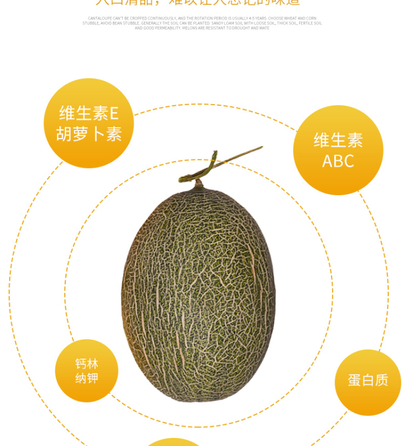 耀龙25号哈密瓜