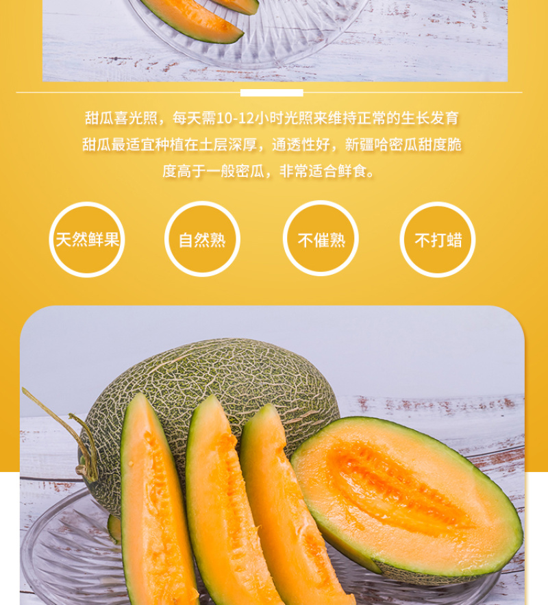 耀龙25号哈密瓜