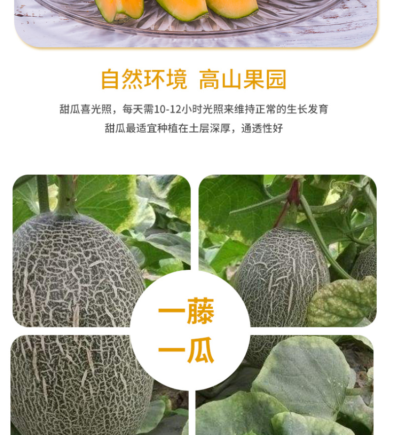 耀龙25号哈密瓜