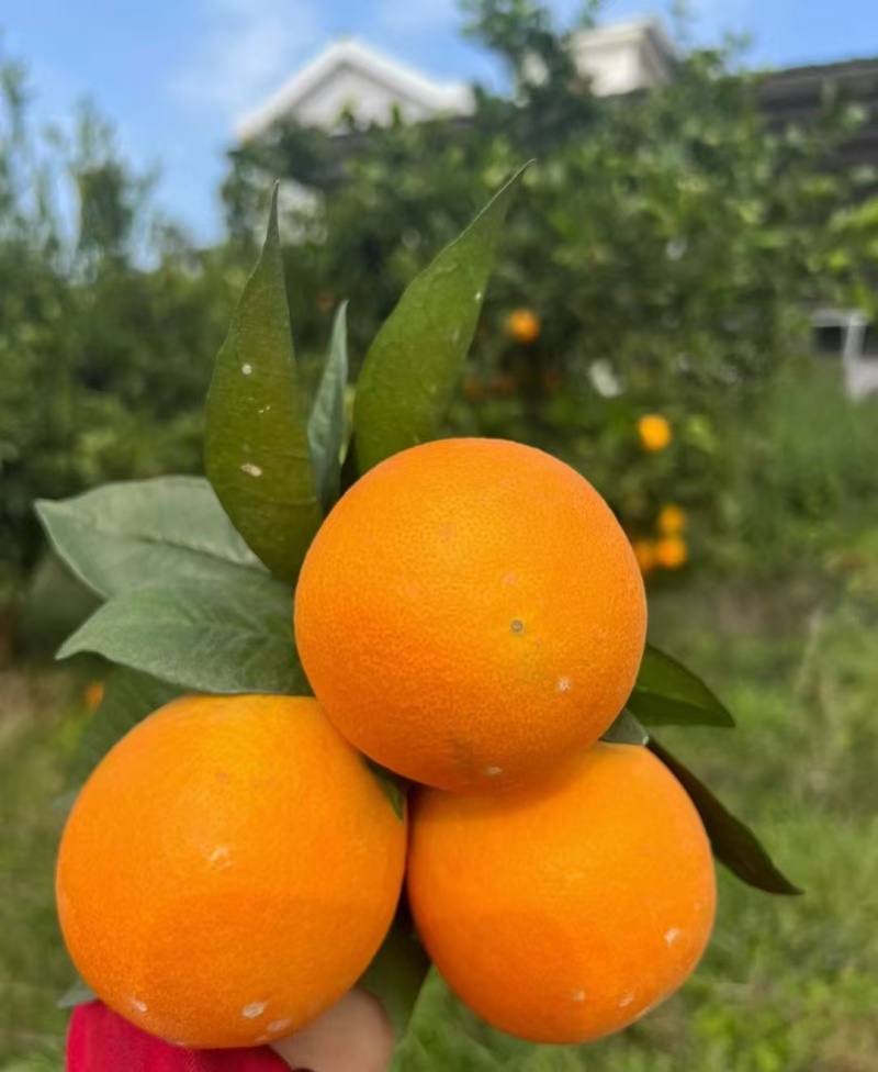 湖北长虹脐橙量大价优皮薄多汁口感甜水份足对接全国客商