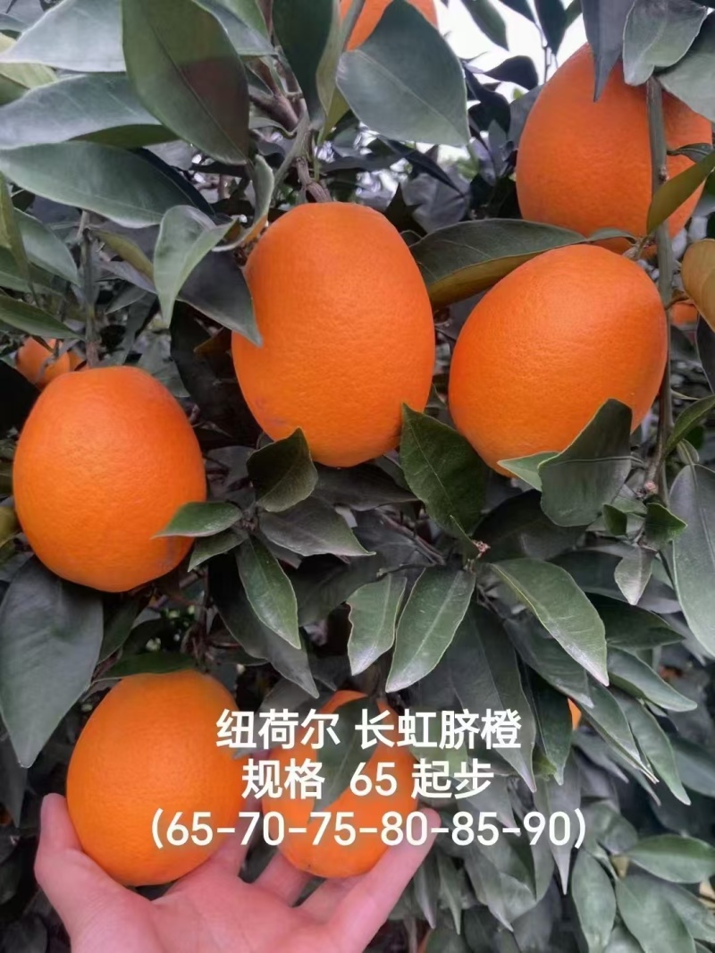 湖北长虹脐橙量大价优皮薄多汁口感甜水份足对接全国客商