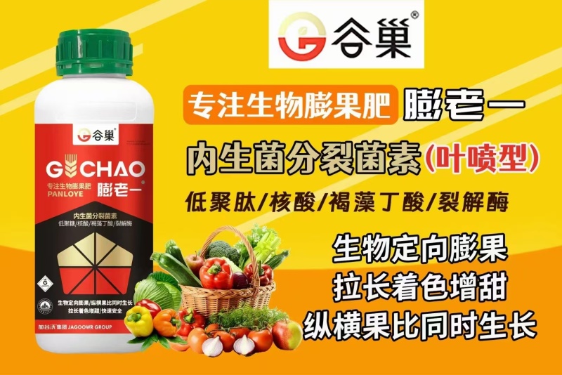 膨老一生物定向膨果纵横果比同时生长拉长着色增甜