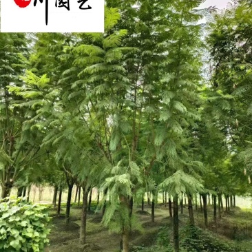 蓝花楹丛生单杆树苗精品树形优质工程绿化苗木市政工程