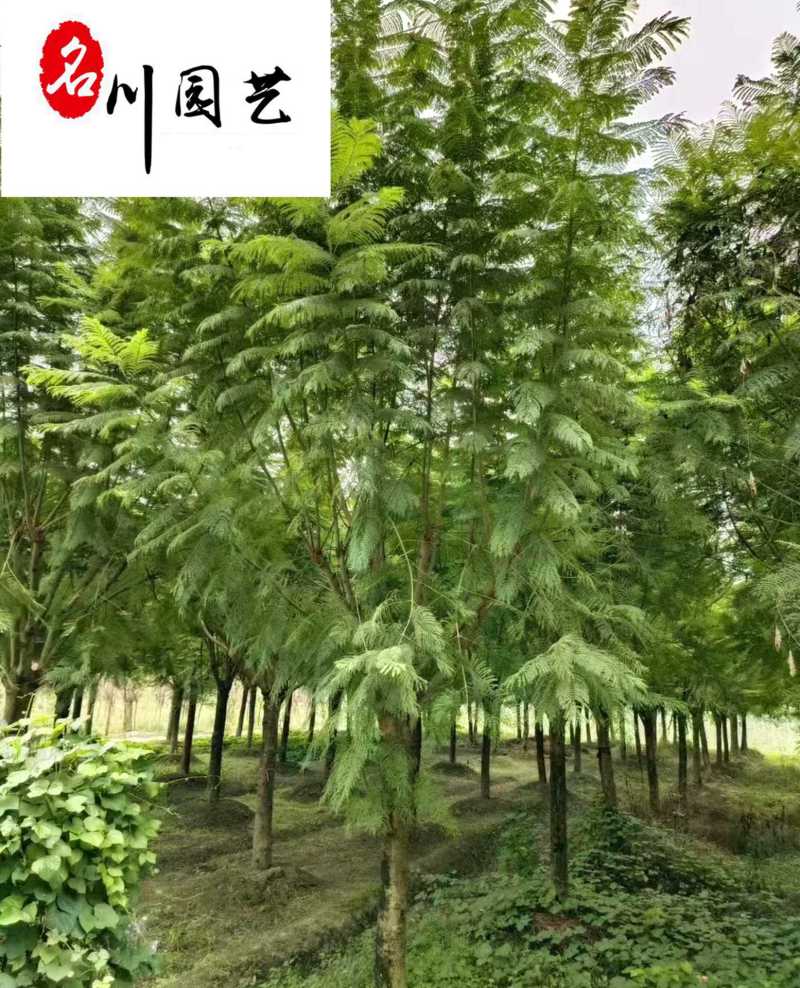 蓝花楹丛生单杆树苗精品树形优质工程绿化苗木市政工程