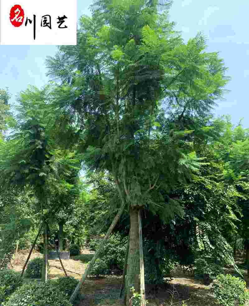 蓝花楹丛生单杆树苗精品树形优质工程绿化苗木市政工程