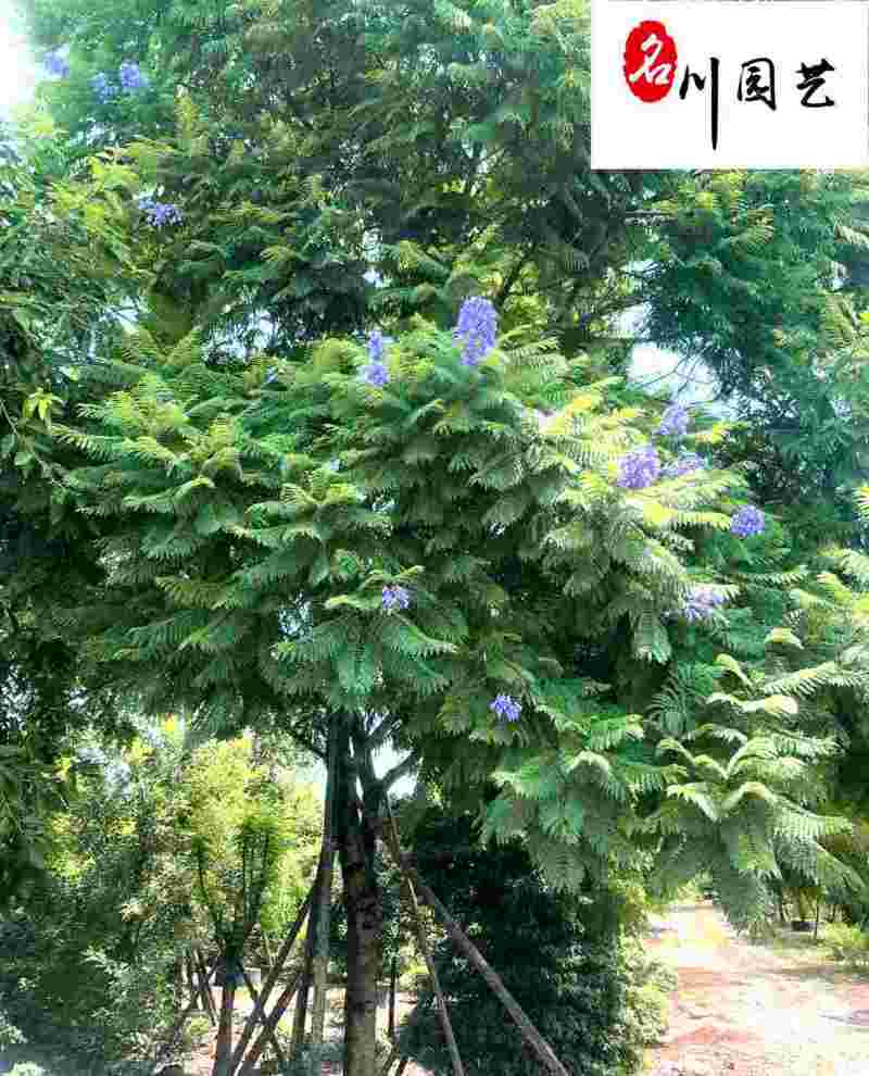 蓝花楹丛生单杆树苗精品树形优质工程绿化苗木市政工程