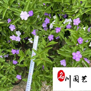 双色茉莉特惠批发双色茉莉杯苗工程苗成都双色茉莉基地
