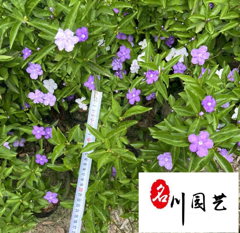 双色茉莉特惠批发双色茉莉杯苗工程苗成都双色茉莉基地