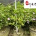 双色茉莉特惠批发双色茉莉杯苗工程苗成都双色茉莉基地
