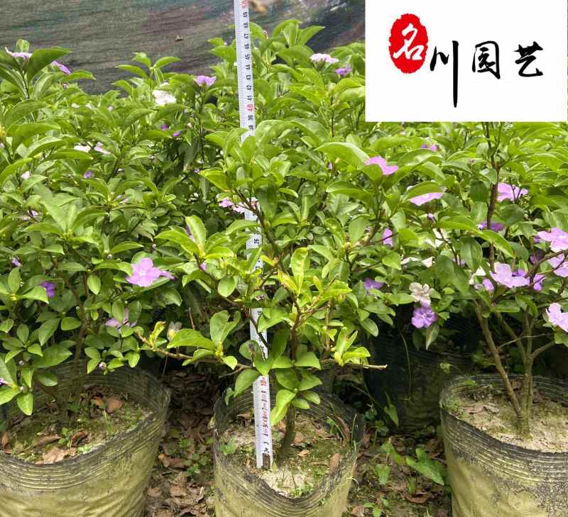 双色茉莉特惠批发双色茉莉杯苗工程苗成都双色茉莉基地