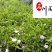 双色茉莉特惠批发双色茉莉杯苗工程苗成都双色茉莉基地