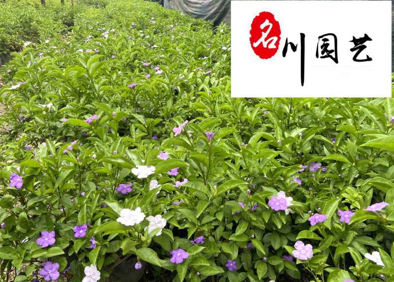 双色茉莉特惠批发双色茉莉杯苗工程苗成都双色茉莉基地