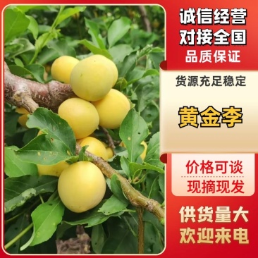 吉林金三李子黄金李大量上市中物美价廉欢迎选购