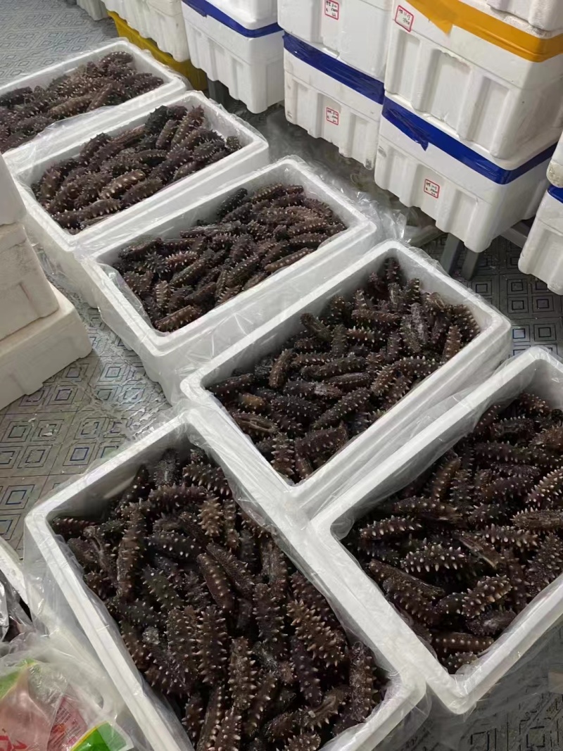 辽宁大连即食海参大量供应开袋即食口感筋道欢迎下单