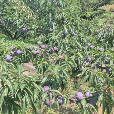 【实力】峨眉高山脆红李保质保量对接电商实力代办团队