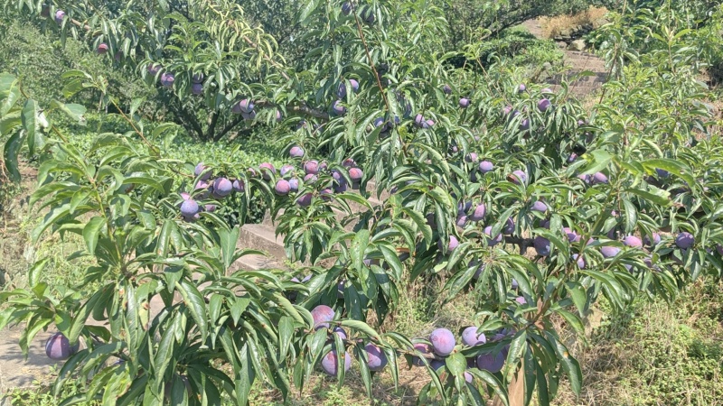 【实力】峨眉高山脆红李保质保量对接电商实力代办团队