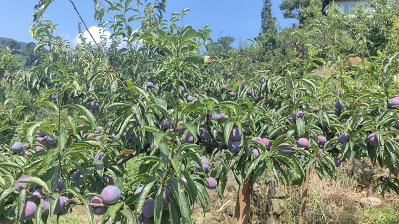 【实力】峨眉高山脆红李保质保量对接电商实力代办团队
