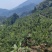【实力】峨眉高山脆红李保质保量对接电商实力代办团队