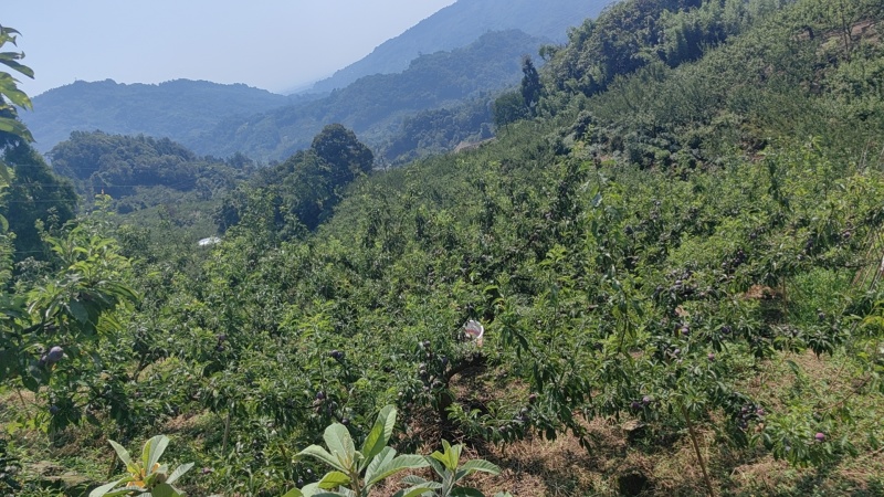 【实力】峨眉高山脆红李保质保量对接电商实力代办团队