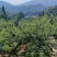 【实力】峨眉高山脆红李保质保量对接电商实力代办团队