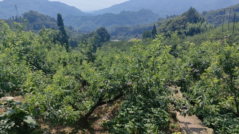 【实力】峨眉高山脆红李保质保量对接电商实力代办团队
