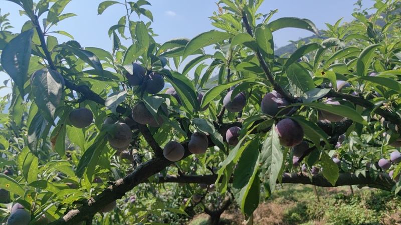 【实力】峨眉高山脆红李保质保量对接电商实力代办团队