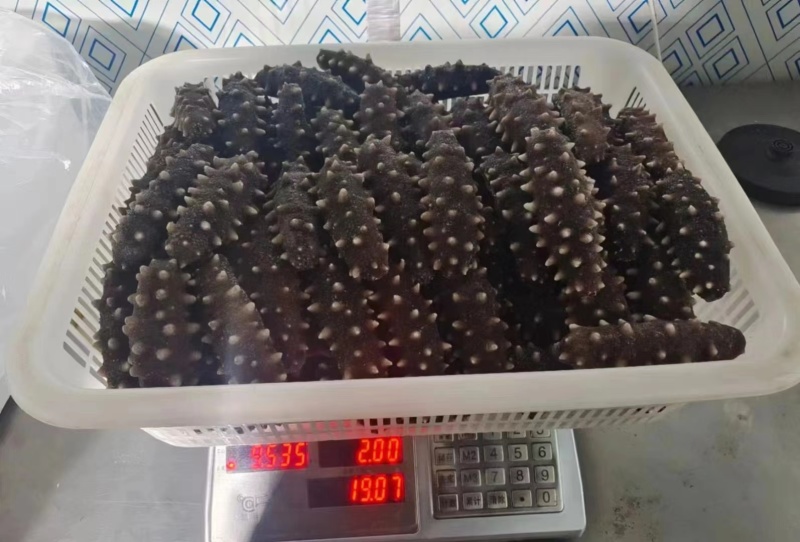辽宁大连即食海参大量供应开袋即食口感筋道欢迎下单