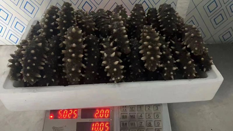 辽宁大连即食海参大量供应开袋即食口感筋道欢迎下单