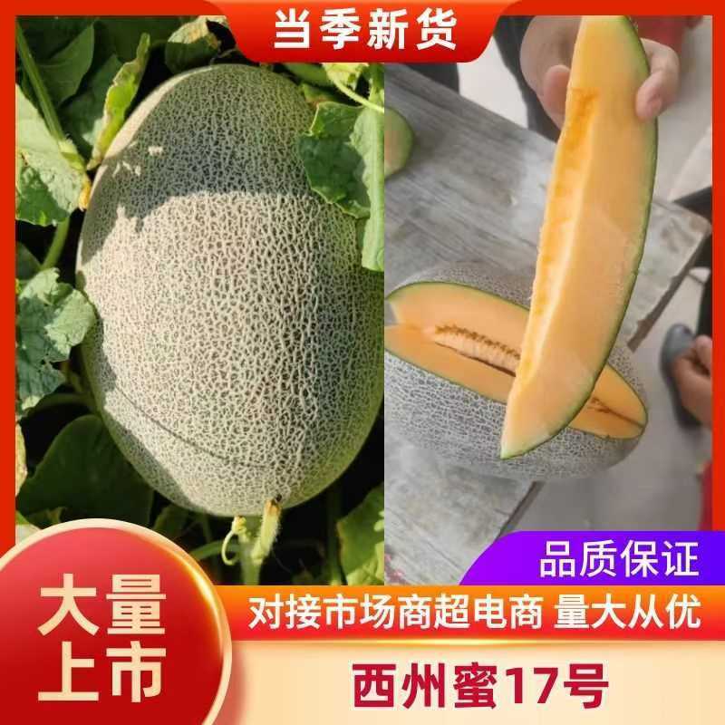 西州蜜17号新疆产区大量货源，对接各大市场、电商平台、社