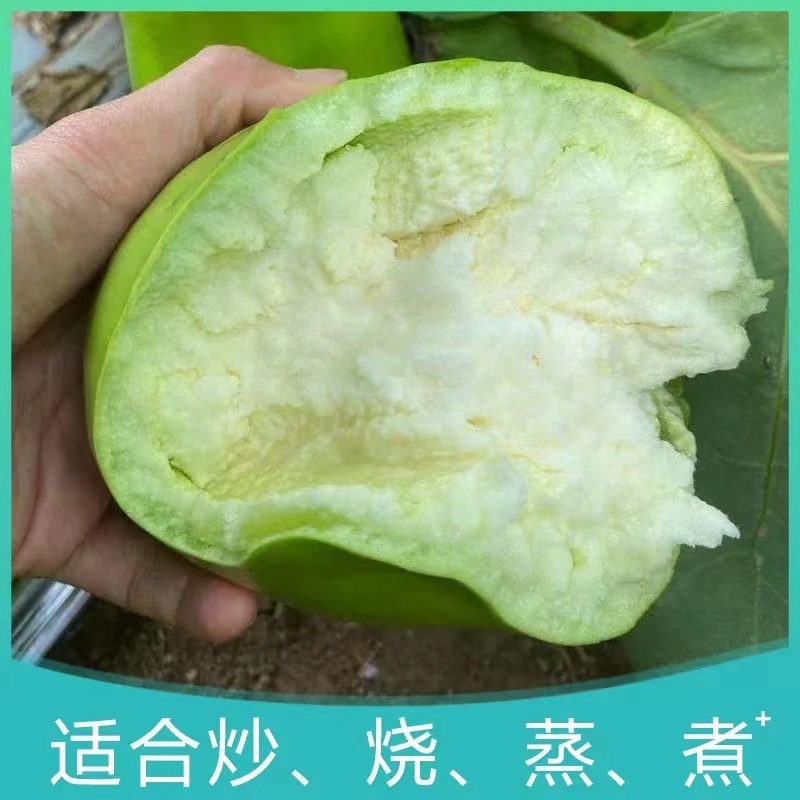 河南青茄大量上市对接全国各大市场商超社区团购量大价优