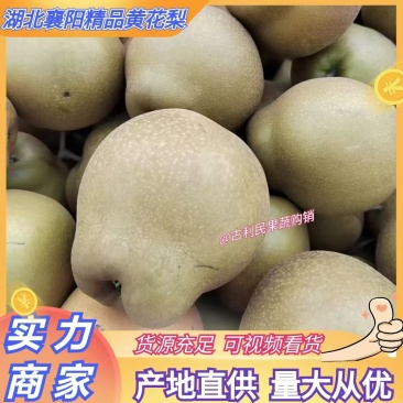 襄阳梨黄花梨产地直供量大从优供应市场超市电商平台