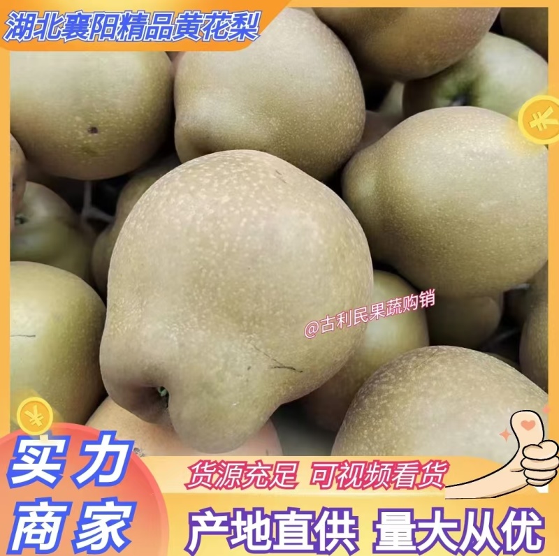 襄阳梨黄花梨产地直供量大从优供应市场超市电商平台