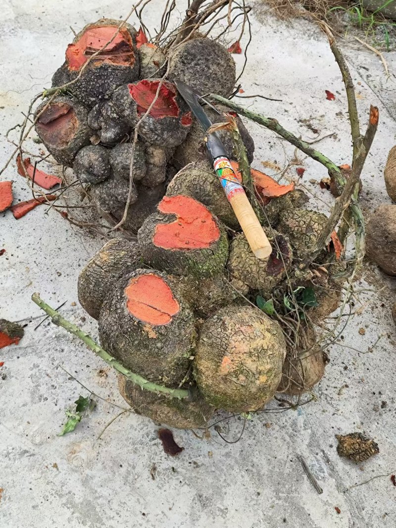 广西贵港平南县红心署莨承接加工批发鲜货可以加工耐运输储存