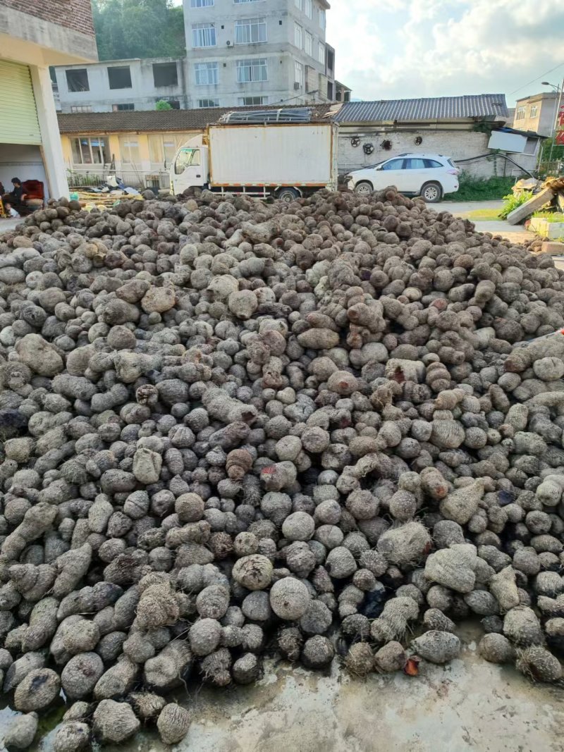 广西贵港平南县红心署莨承接加工批发鲜货可以加工耐运输储存