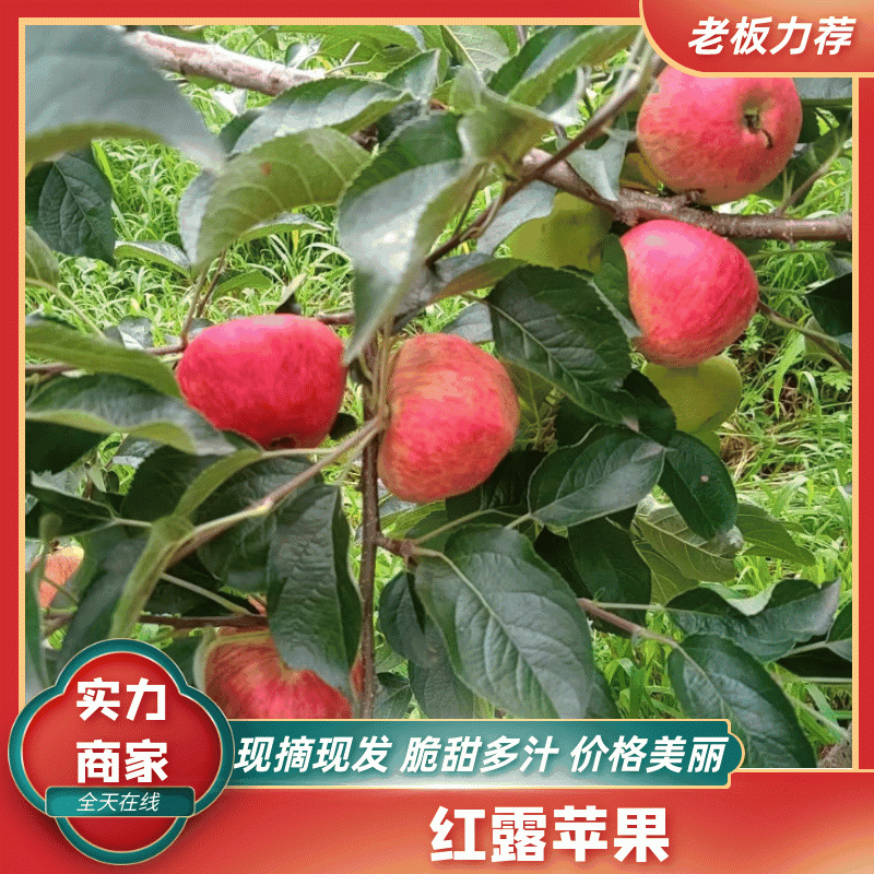 精品红露苹果云南苹果产地直发品质保障货发全国