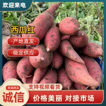 【实力推荐】精品西瓜红万亩种植基地接受种植订单欢迎来电