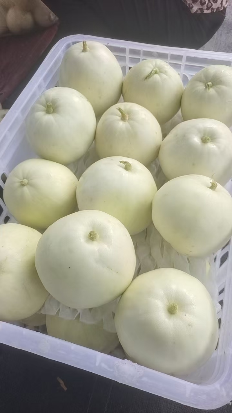 湖北精品美浓甜瓜小白瓜大量上市一手货源欢迎实地考察