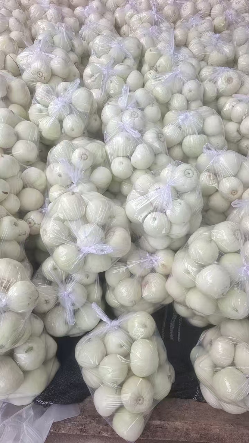 湖北精品美浓甜瓜小白瓜大量上市一手货源欢迎实地考察