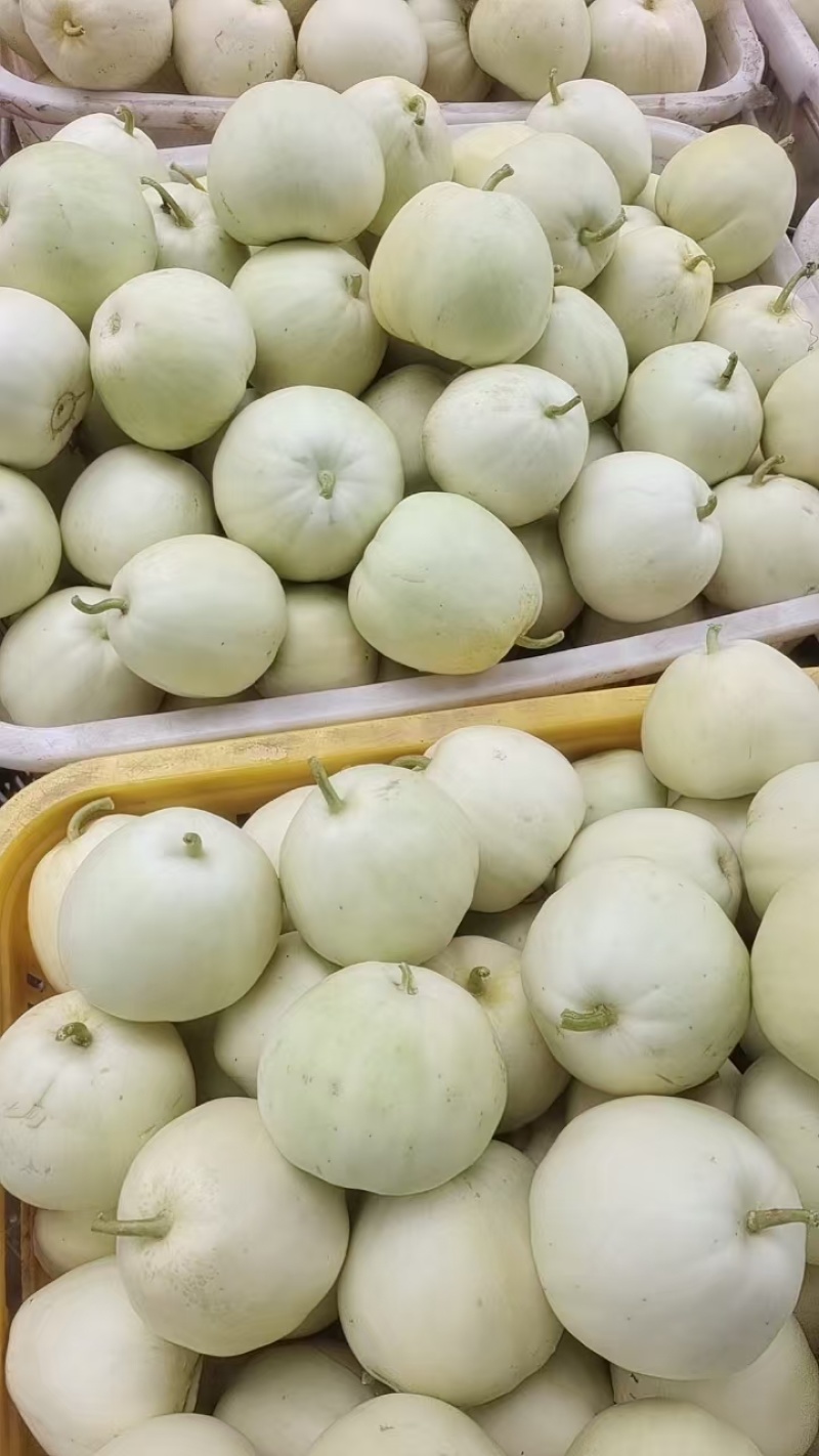 湖北精品美浓甜瓜小白瓜大量上市一手货源欢迎实地考察