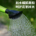 加厚9L洒水壶大容量浇花特大号喷壶家用长嘴浇水壶种菜养花